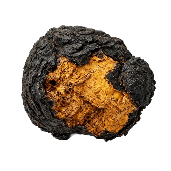 Chaga