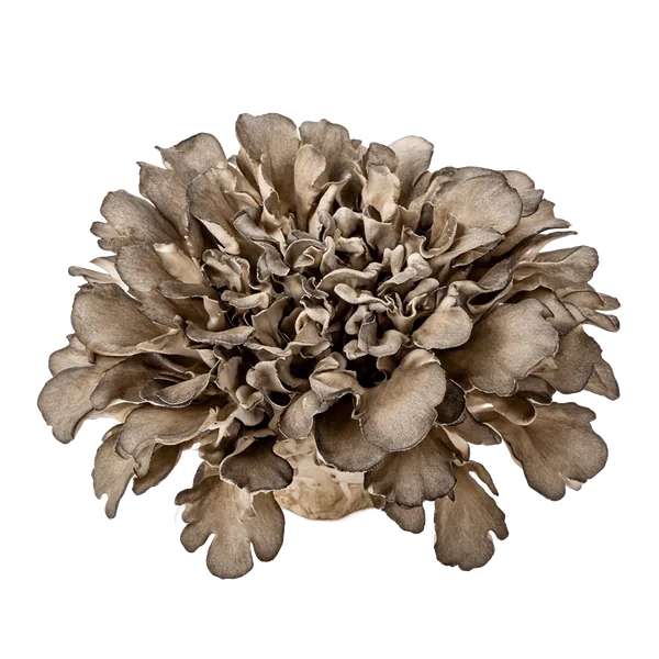 Maitake
