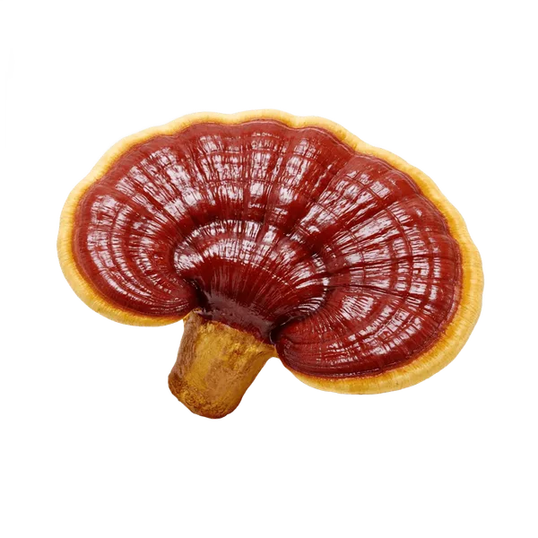 Reishi