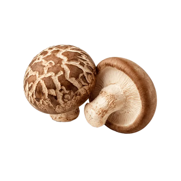 Shiitake